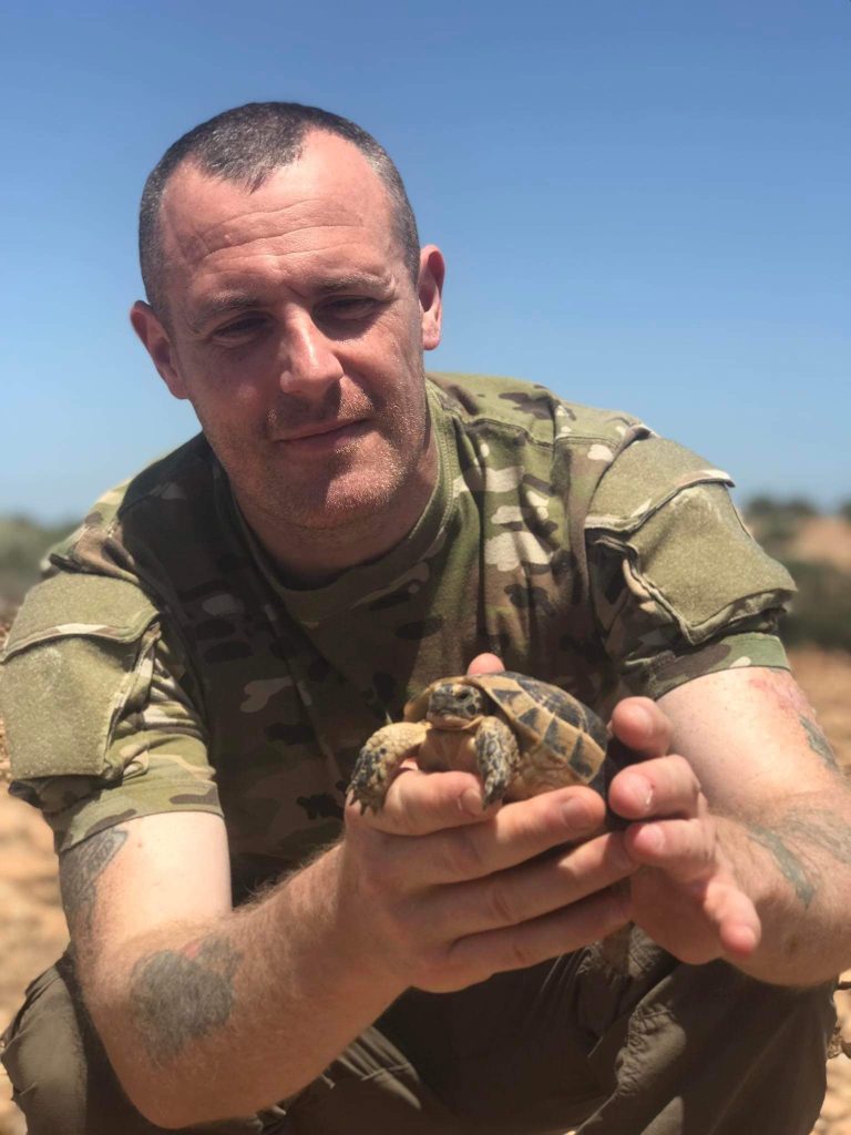 tortoise in Morocco